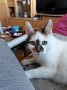 Mausi (2)6